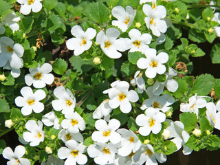 Bacopa - Schneeflockenblume