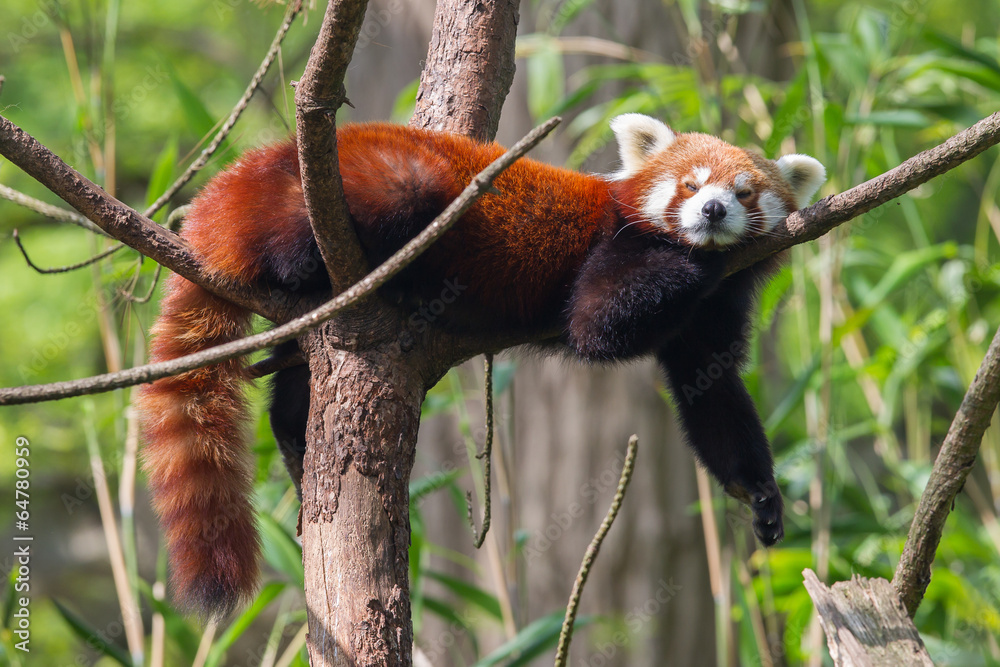 Wall mural Red Panda, Firefox or Lesser Panda