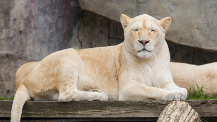 Female African white lion resting