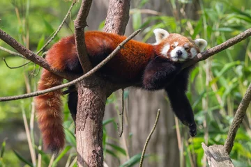 Fotobehang Panda Rode Panda, Firefox of Kleine Panda