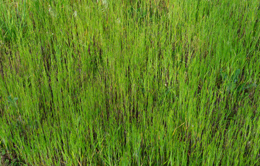Obraz na płótnie Canvas Green Grass Background