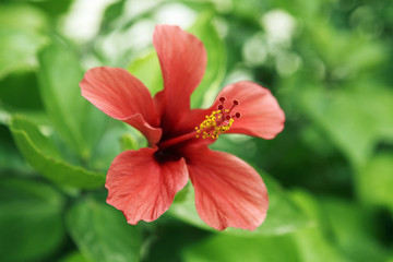 Hibiskus © Friedberg