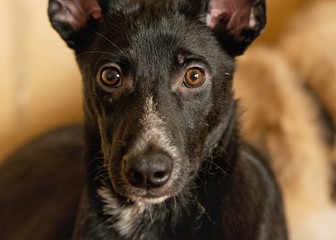 The homeless dog thrown by people