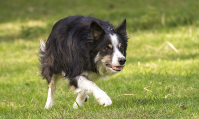 Border-Collie beim Hüten