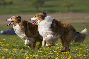 Collies beim Laufen