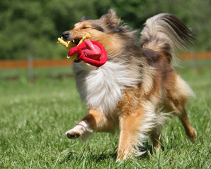 Sheltie beim Spiel
