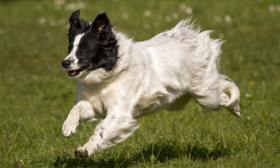 Border Collie - Flugphase