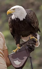 Papier Peint photo autocollant Aigle American bald eagle