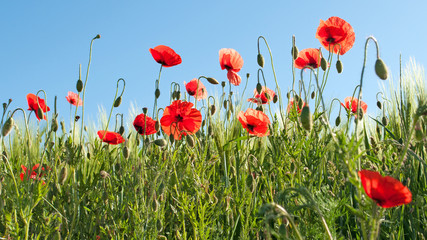 Fototapeta premium Mak kukurydziany - Papaver rhoeas