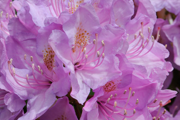 Fleurs  de  rhododendron