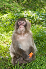 macaque monkey eating a carrot
