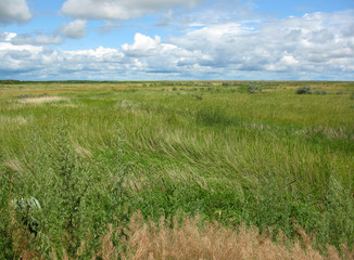 Obraz premium steppe