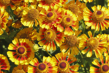 Kokardenblume (Gaillardia aristata)