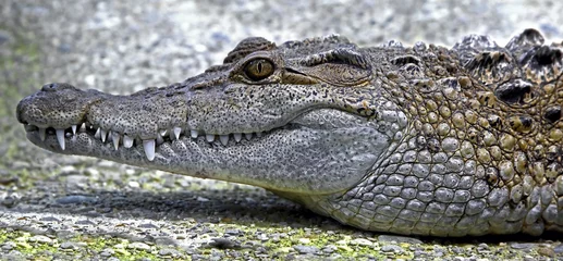 Crédence de cuisine en verre imprimé Crocodile Philippine crocodile