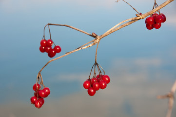 red viburnum berries on a bush