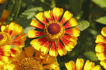 Kokardenblume (Gaillardia aristata)