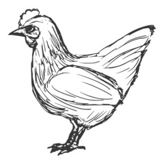 hen, farm bird