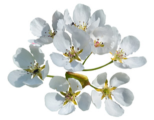 Flowers of pear 8