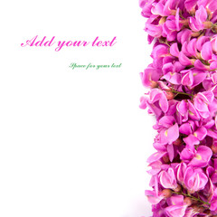 Fototapeta premium purple sophora flower