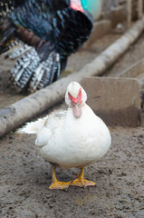 White domestic duck in the poultry yard