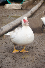 White domestic duck in the poultry yard