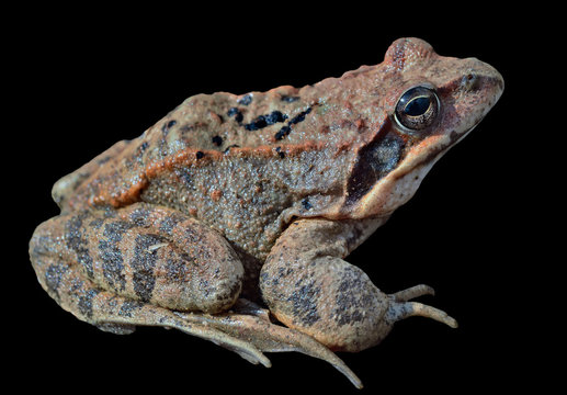 Frog (Rana dybowskii) 18