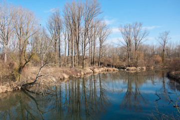 trees mirroring in the lake