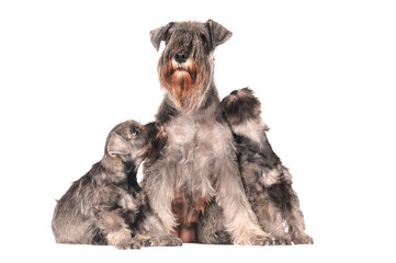 Zwergschnauzer Familie Mutter mit Kindern