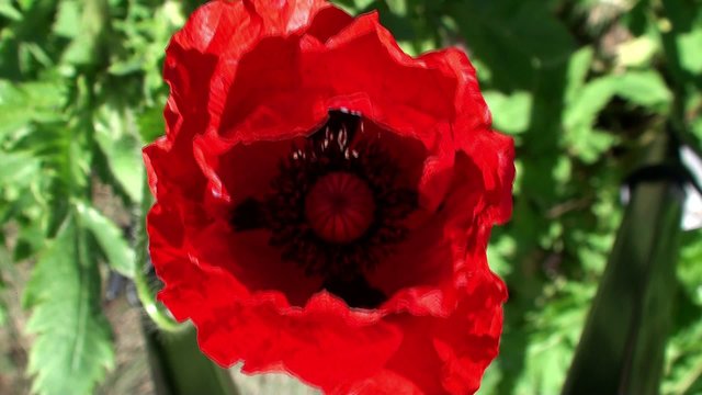 Wild red poppies (Papaver rhoeas).