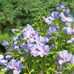 Blauer Hibiskus © M. Schuppich