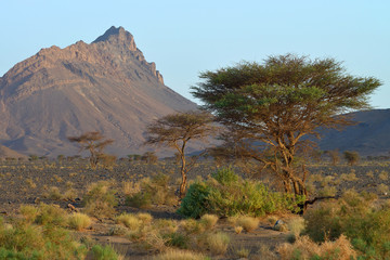 Morning in the Atlas Mountains, Morocco, Africa