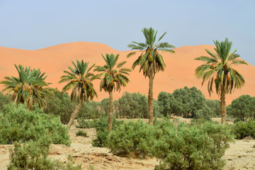Oasis in Sahara Desert, Morocco, Africa - obrazy, fototapety, plakaty