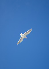 seagulls in action flying on the blue sky