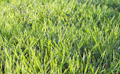 green grass