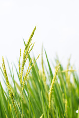 Fototapeta premium Rice spike in rice field.