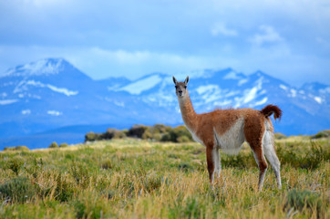 Guanaco and mountain