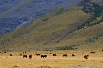 Cattle grazing in a Patagonian valley