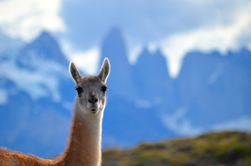 guanaco