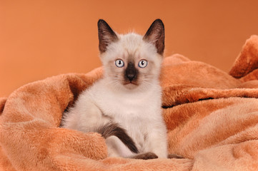 Thaikatze Kitten sitzend