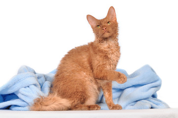LaPerm Katze rot  sitzend mit erhobener Pfote