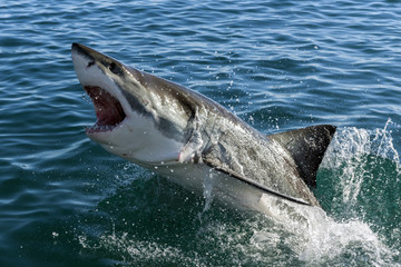 Fototapeta premium Great white shark