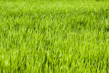 green grass