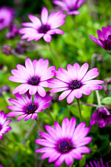 Obraz premium pink flowers in the garden