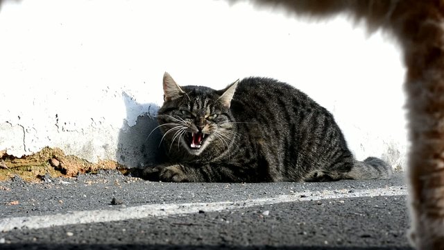 Angry cat original scene