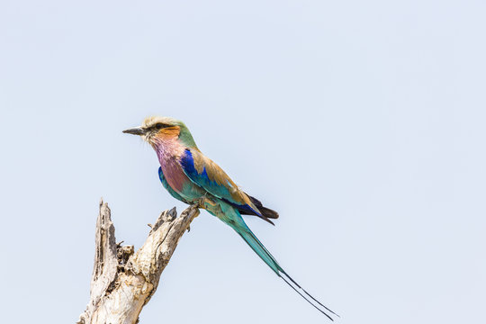 Lilac-breated roller, Coracias caudatus, Botswana