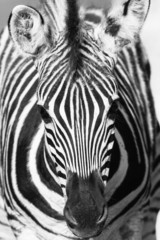 Fototapeta na wymiar Wildlife Zebra Head Portrait Black White