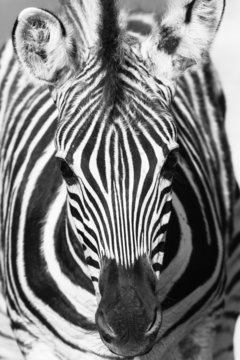 Wildlife Zebra Head Portrait Black White