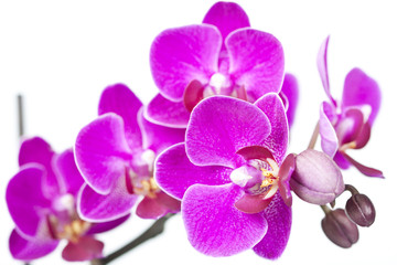 Beautiful background with purple orchid