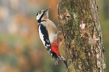 Great spotted woodpecker