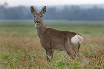 Roe deer